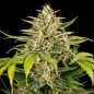 Preview: Seeds Auto (Autoflower Sativa)